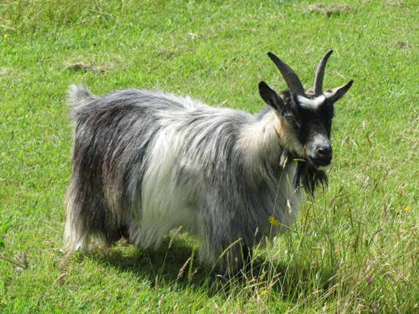 patrick the pygmy goat