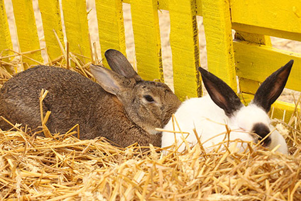 Small-scale rabbit farming for meat | Pocket Farm Magazine